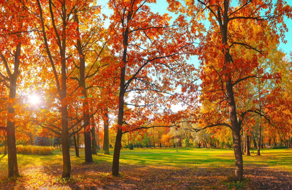 Why Do Trees Turn Colors During Fall? Poynter Landscape Architecture